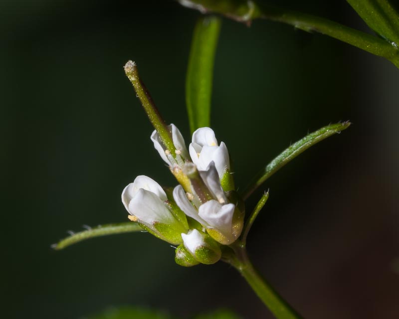 Cardamine hirsuta / Billeri primaticcio